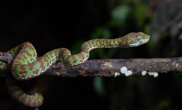 istock Beautiful pit viper, venomous snake, isolated macro 2167111804