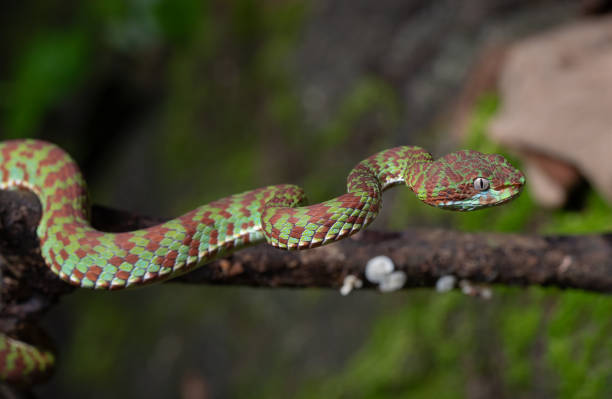 istock Beautiful pit viper, venomous snake, isolated macro 2167111814