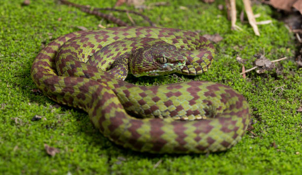istock Beautiful pit viper, venomous snake, isolated macro 2167111816