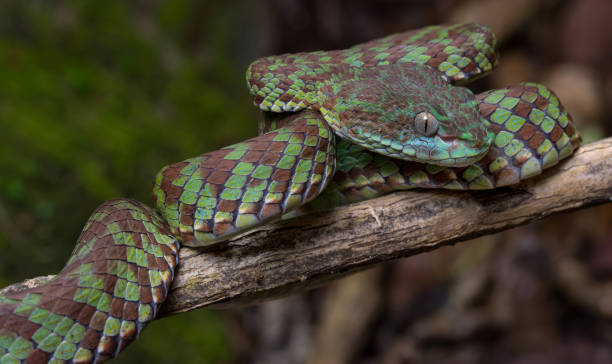 istock Beautiful pit viper, venomous snake, isolated macro 2167111845
