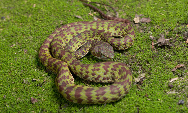 istock Beautiful pit viper, venomous snake, isolated macro 2167111846