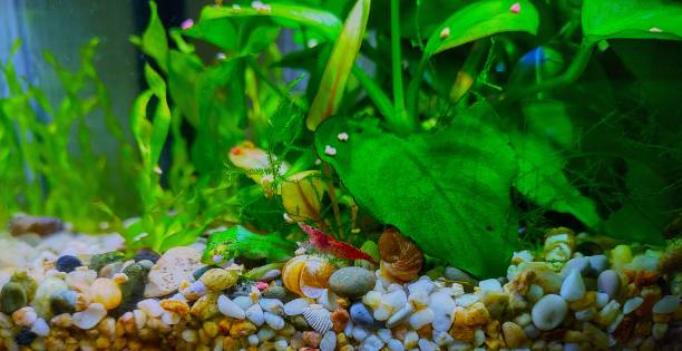 istock Cherry shrimp in the aquarium 2167112994