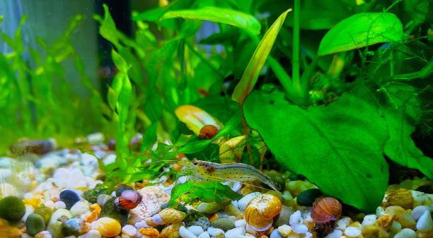 Amano shrimp in the aquarium