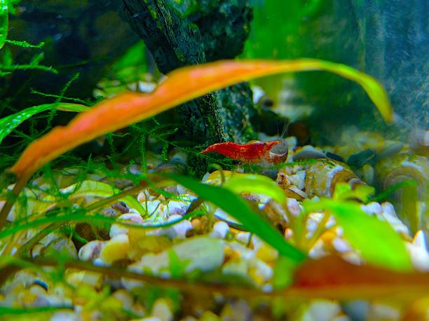 istock Cherry shrimp in the aquarium 2167112997