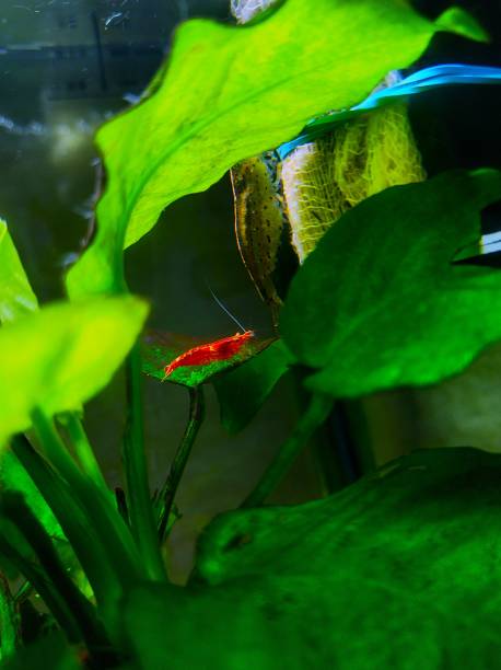 istock Cherry shrimp in the aquarium 2167112998