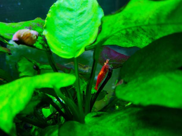 istock Cherry shrimp in the aquarium 2167113056