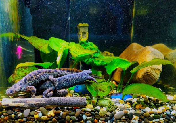 istock Two newts are sitting together 2167113118