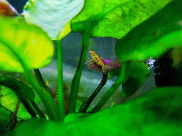 istock Amano shrimp in the aquarium 2167113123