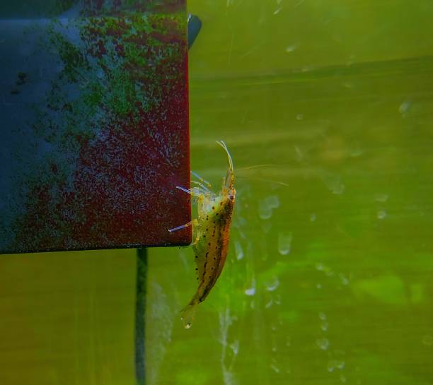 Amano shrimp in the aquarium