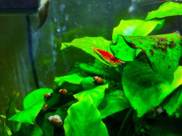 istock Cherry shrimp in the aquarium 2167113204