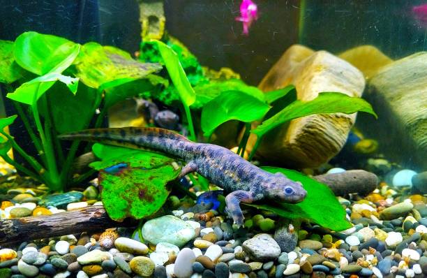 istock Two newts are sitting together 2167113222