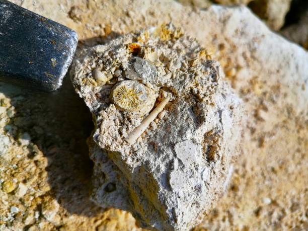 istock Fossilized single corals in limestone in a quarry in summer 2167114304