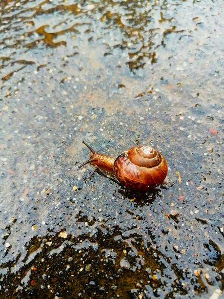 A snail crawling in the rain on the road