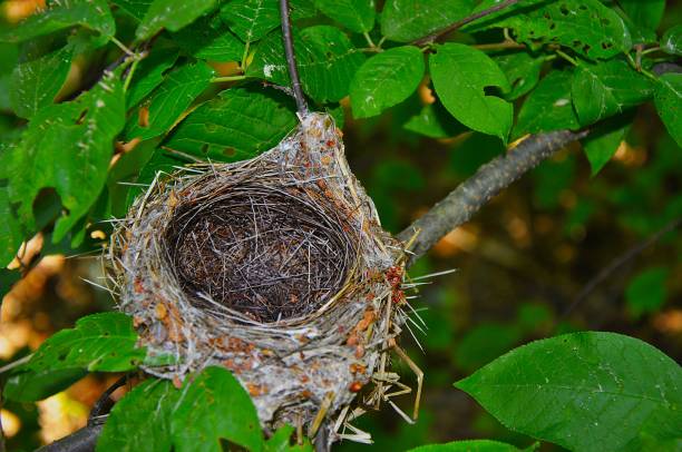 istock A bird's nest in the forest 2167114361