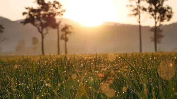 Golden sunshine sky tropical tree fields in sunny morning. Silhouette tree gold dawn mountain in spring season. Sustainable scenic meadow misty fog forest in countryside. Amazing landscape greenery