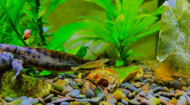 istock Triton in the aquarium between the algae with amano shrimp 2167114900