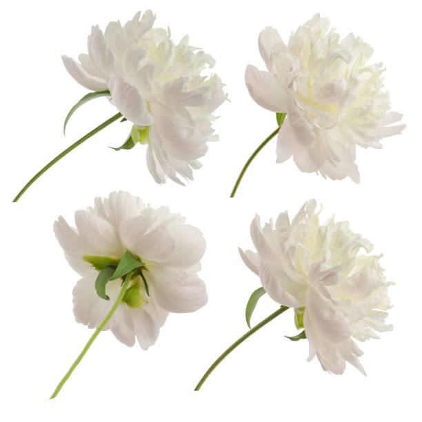 istock stem with leaves and flower of a tree-shaped maroon peony, isolate for clipping on a white background 2167115130