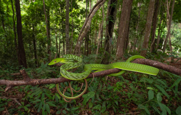 istock Oriental whip snake, isolated, macro 2167117842