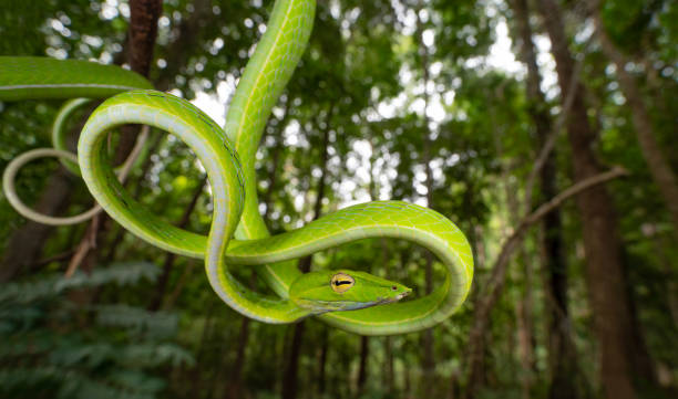 istock Oriental whip snake, isolated, macro 2167117845