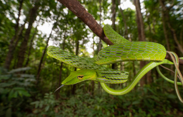 istock Oriental whip snake, isolated, macro 2167117852