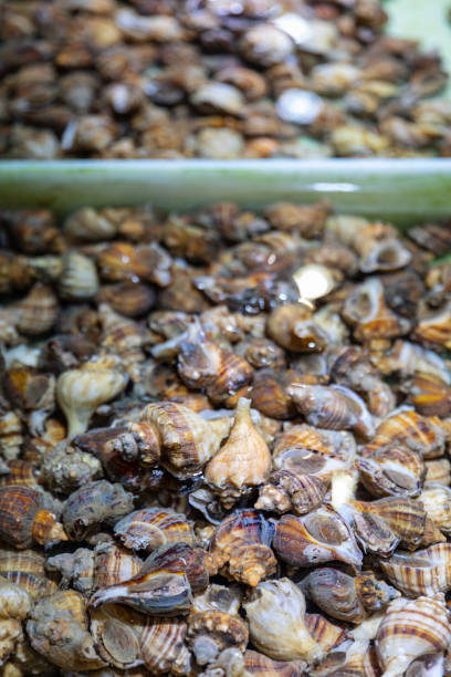 istock Cluster of Sea Snails 2167118144
