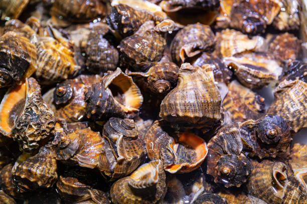 a pile of sea snails with brown and white stripes on their shells. They are stacked together, displaying a variety of shapes and colors, highlighting their natural beauty