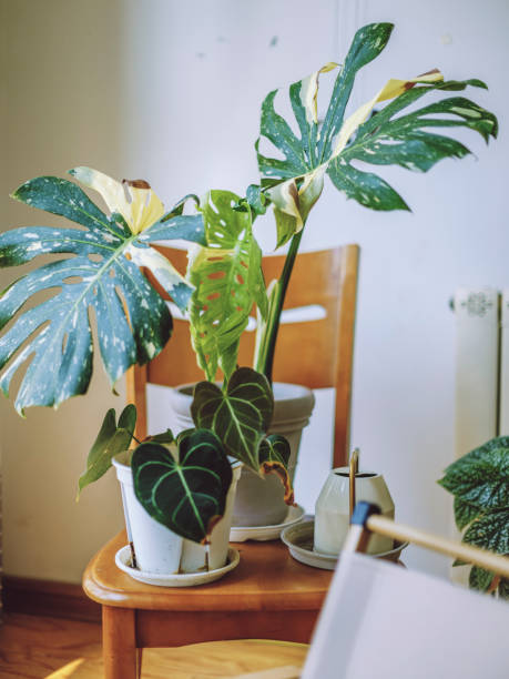istock beautiful houseplant 2167120471