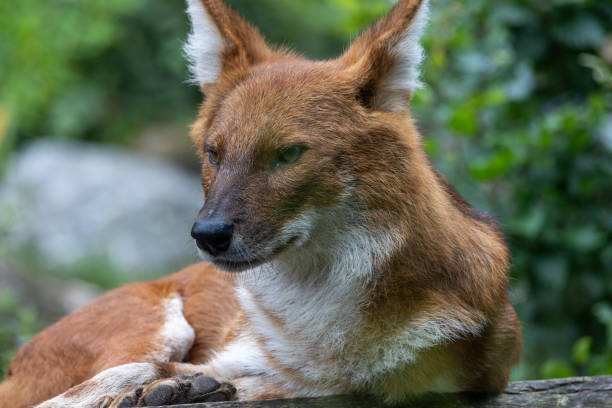 istock Dhole - Agile Hunter in Lush Forest Environment. Photo of dhole (Cuon alpinus) 2167122198