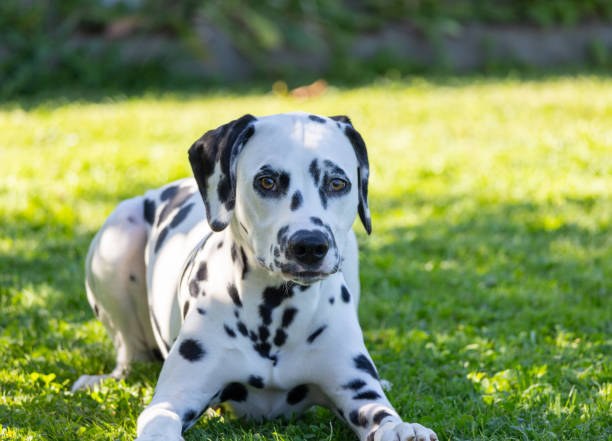 istock A black and white dog is laying on the grass 2167122206