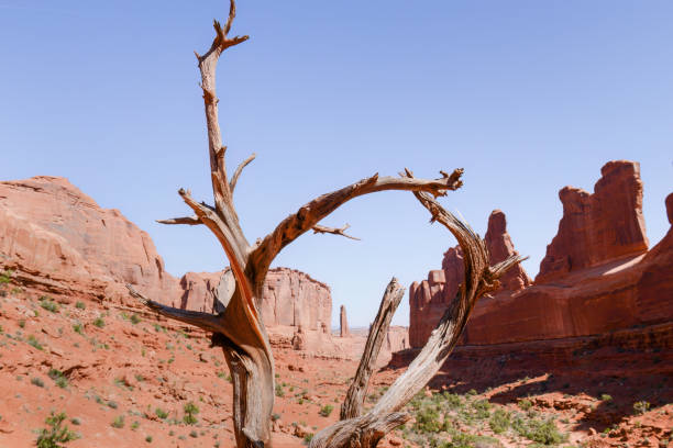 istock Dried tree branches framing the Park Avenue trail. Arches National Park. Utah. 2167122843