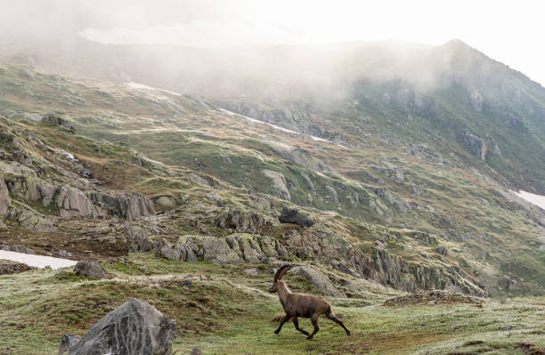 A mountain goat pauses on a rocky slope near an alpine road, with mist-covered mountains and patches of snow in the background.