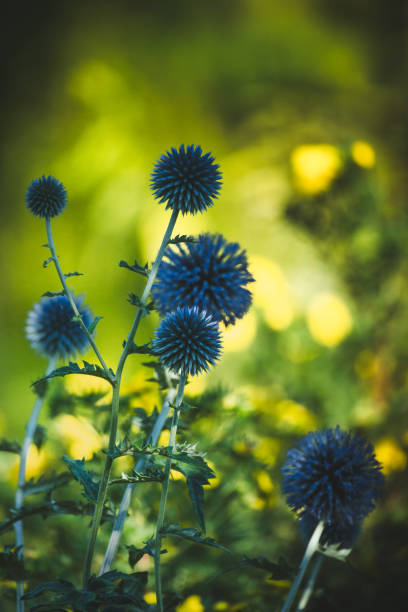 istock Garden summer theme - Globe thistle Echinops ritro amazing blue flowers Floral Pattern for Nature-Themed Decoration, Vibrant blue balls for Garden-Inspired Wallpaper or Desktop Background 2167123352