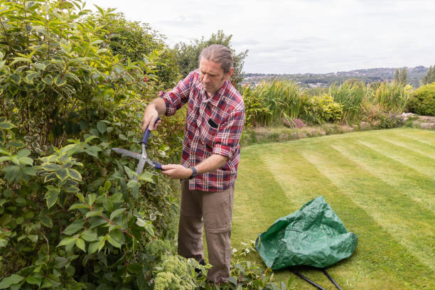 istock Man trimming a hedge in a UK garden 2167124569