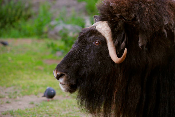 portrait of an angry musk ox with big horns