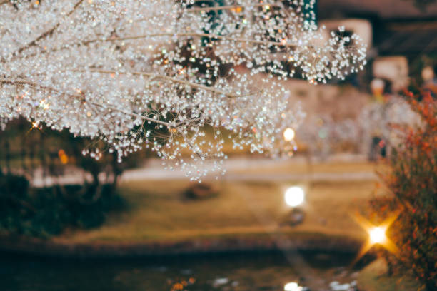 Blurred background bokeh the most beautiful