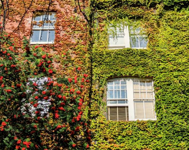 istock Old English house covered with ivy 2167126507