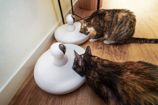 Automatic dry food feeders with webcam domestic cats.