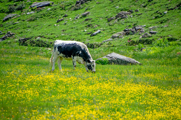 Mountain view of a grazing black and white cow