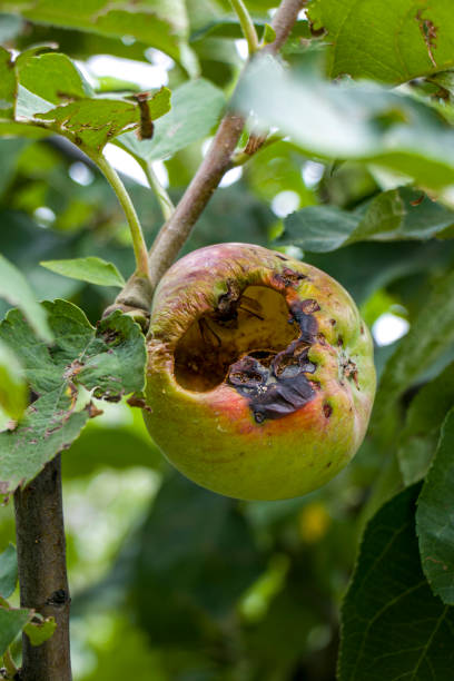 istock Rotten apple being eaten by wasps and flies. 2167130475