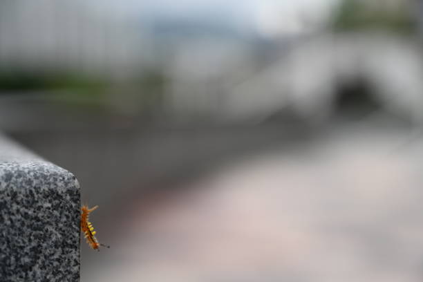 Orange Yellow Caterpillar Crawling on the Stone