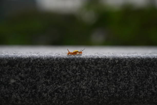 Orange Yellow Caterpillar Crawling on the Stone