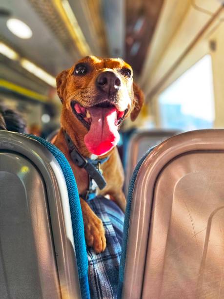 Panting dog travelling on the train