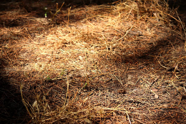 Small clearing on the ground covered with dry pine needles