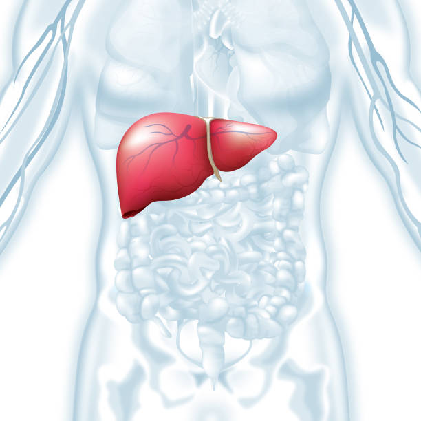Human Liver Human Liver liver organ stock illustrations
