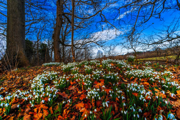 snowdrops winter cold wild flowers