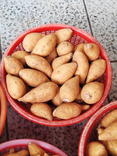 Baked sweet potato in basket on wood desk with row of sweet potato farm on background