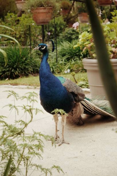 istock Beautiful peacock 2167135033