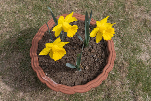 Top view of yellow easter bell daffodils in pot