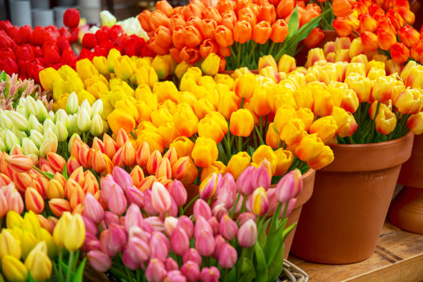 istock Everlasting Tulips in Amsterdam 2167137214