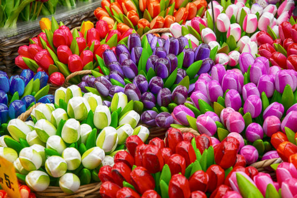 istock Colorful tulips from Netherlands 2167137280